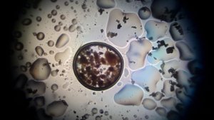 September 2017 - Fermentation und Mikroskopie beim Klöntal Biohack Retreat