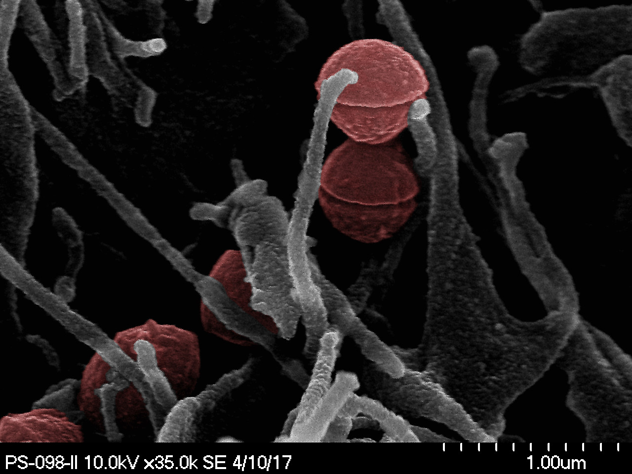 mikroBIOMIK